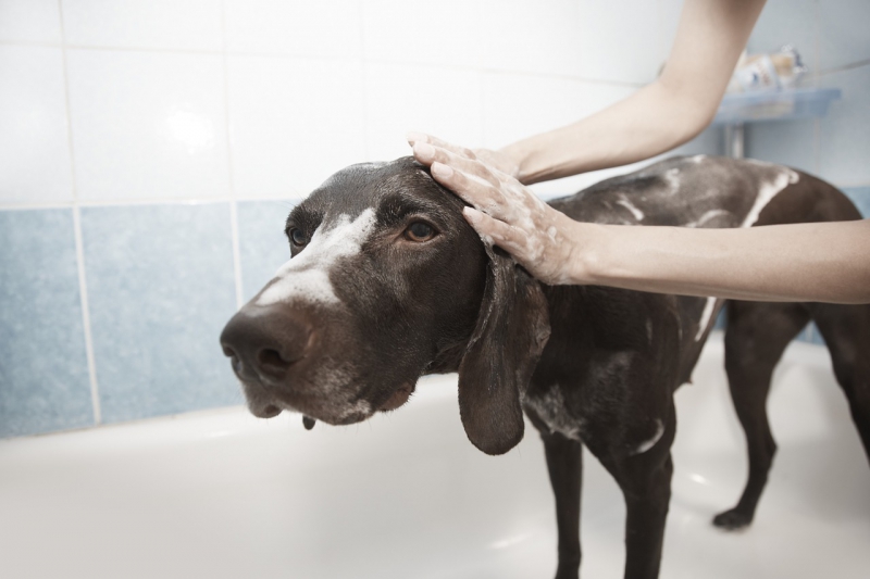 toiletteur-LA ROQUE EN PROVENCE-min_dog-1178365_1280