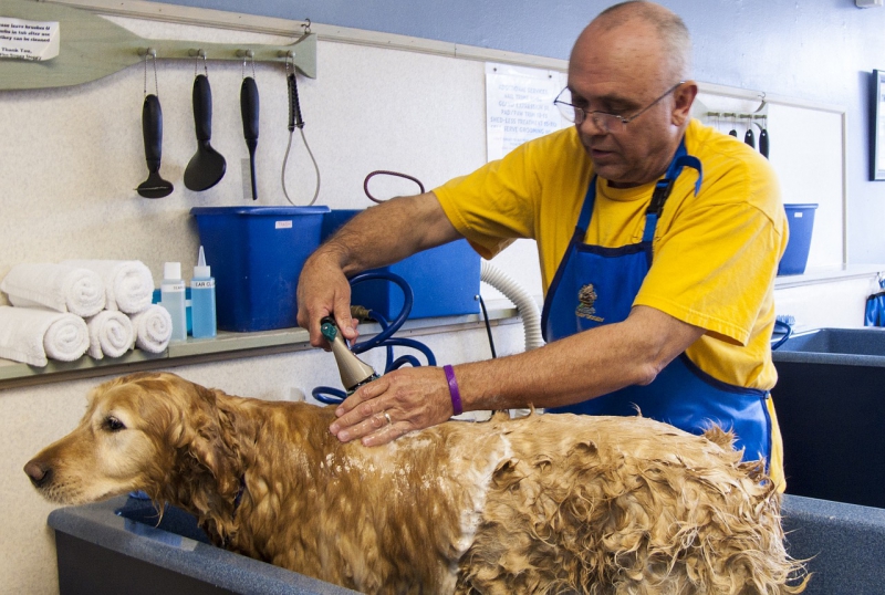 toiletteur-LA ROQUE EN PROVENCE-min_dog-bath-682169_1280