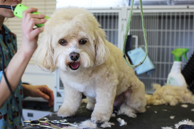 toiletteur-LA ROQUE EN PROVENCE-min_white_dog_grooming_pet_pet_grooming_salon_groomer_fur-678977